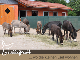 Mini Esel
